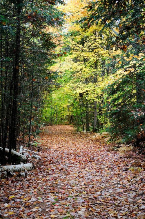 A serene forest path covered in colorful autumn leaves, surrounded by trees with vibrant yellow and green foliage.