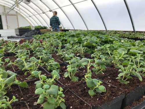 A greenhouse filled with young plants in pots, with a person tending to them in the background.
