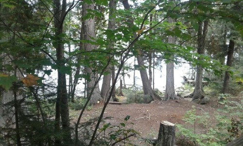 A serene forest scene with trees and greenery, revealing a glimpse of a calm lake in the background.