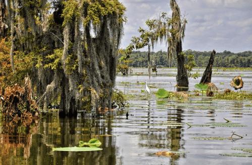 A serene wetland scene with cypress trees, Spanish moss, and lily pads reflecting in calm waters under a cloudy sky.