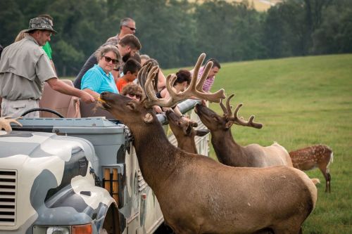 People feeding elk from a vehicle in a grassy field, with trees in the background.