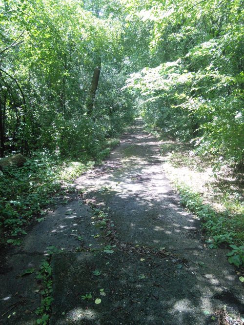 A sunlit, overgrown path through a lush green forest, with trees lining both sides and dappled light on the ground.