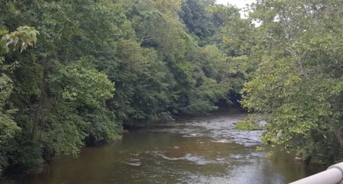 A serene river flows through a lush, green forest, surrounded by trees and gentle hills.