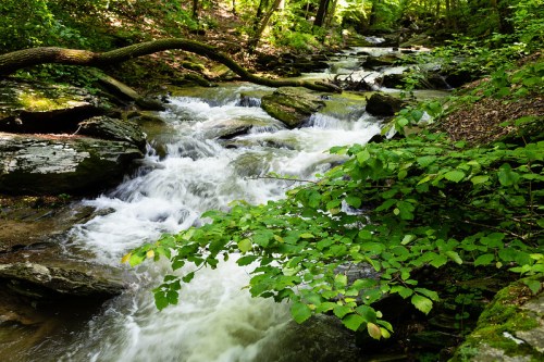 A serene stream flows over rocks, surrounded by lush green foliage in a vibrant forest setting.