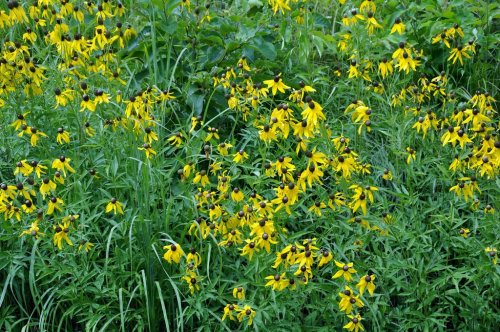 A vibrant field of yellow flowers with dark centers, surrounded by lush green foliage.