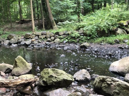 A serene forest scene featuring a calm stream surrounded by rocks and lush greenery.