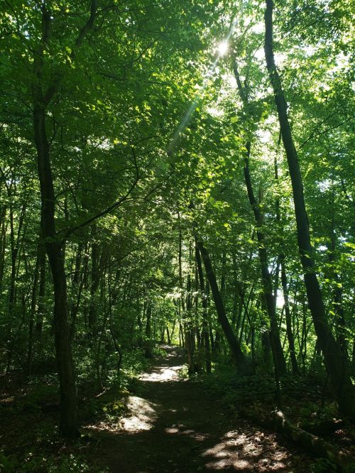 A sunlit forest path surrounded by lush green trees and dappled light filtering through the leaves.