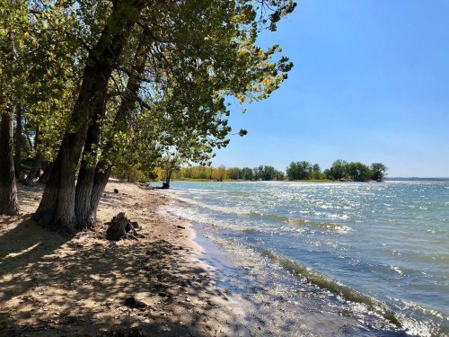 A serene beach scene with trees lining the shore and gentle waves under a clear blue sky.
