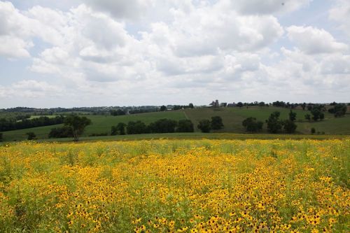 A vibrant field of yellow flowers stretches across rolling green hills under a partly cloudy sky.