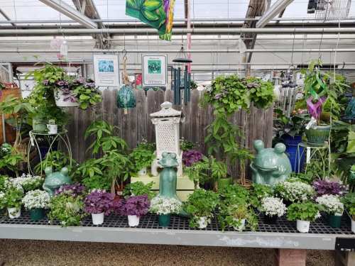 A vibrant greenhouse display featuring various potted plants, decorative items, and a whimsical frog statue.