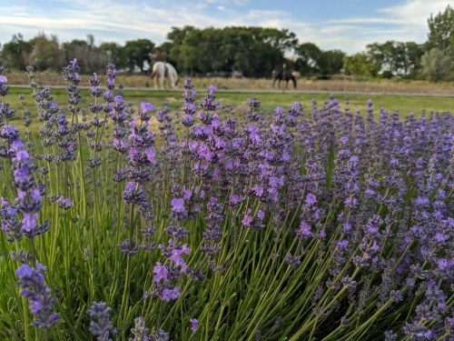 A close-up of blooming lavender flowers with horses grazing in the background under a blue sky.