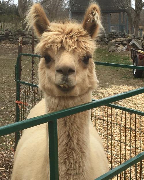 A close-up of a light-colored alpaca with a fluffy coat, standing in a fenced area with a grassy background.
