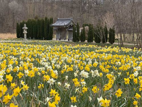 A field of yellow and white daffodils in front of a traditional structure and evergreen trees.