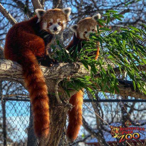 Two red pandas perched on a tree branch, surrounded by green leaves, at Roosevelt Park Zoo.