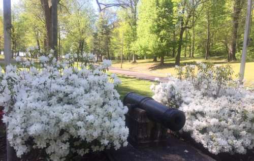 A historic cannon surrounded by blooming white azaleas in a lush green park setting.
