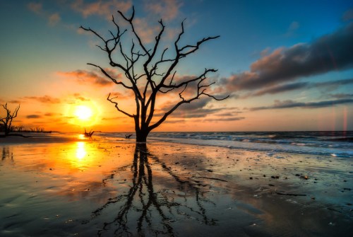 Silhouetted dead tree at sunset on a beach, reflecting in wet sand with colorful clouds in the sky.