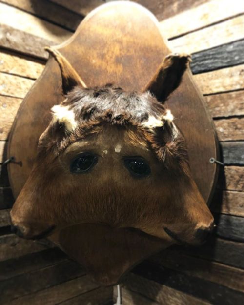 A mounted animal head with fur and large eyes, displayed on a wooden wall.