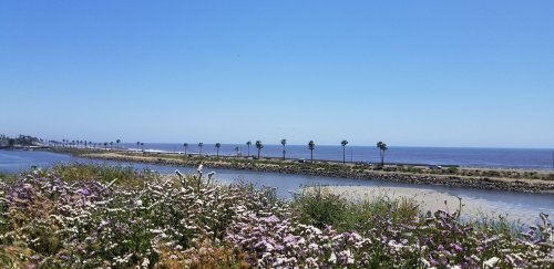 A scenic view of a coastal landscape with flowers in the foreground, palm trees lining the shore, and a clear blue sky.