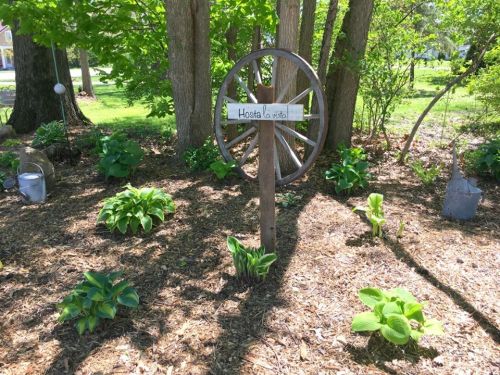 A garden with hostas, featuring a wooden wheel and a sign labeled "Hosta Garden" among lush greenery and mulch.