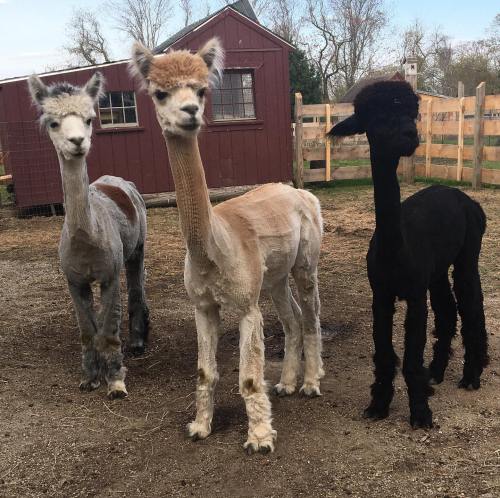 Three alpacas with unique haircuts stand in a farmyard, showcasing their distinct colors and styles.