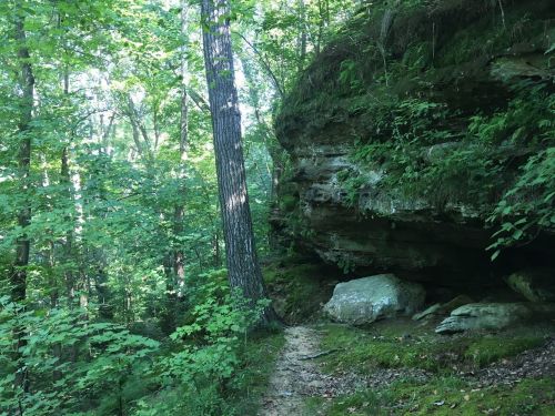 A forest path leads to a rocky overhang, surrounded by lush green trees and foliage.