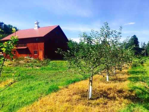 A red barn stands beside young apple trees in a grassy field under a clear blue sky.