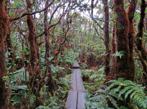 A wooden path winds through a dense, lush rainforest filled with ferns and moss-covered trees.