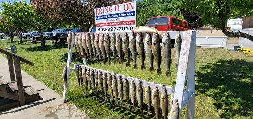 A display of freshly caught fish hanging on a rack outside a fishing charter business.