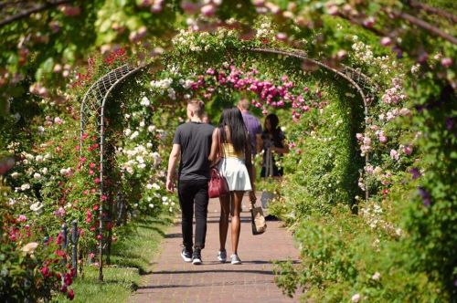 A couple walks hand in hand through a flower-covered archway in a vibrant garden.