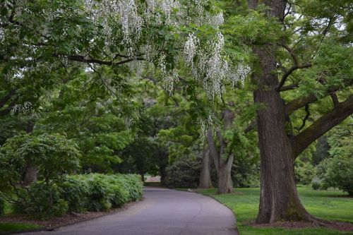 A serene pathway winding through a lush green park, framed by trees and flowering branches.
