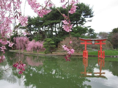 Cherry blossoms frame a serene pond with a red torii gate and lush greenery reflected in the water.