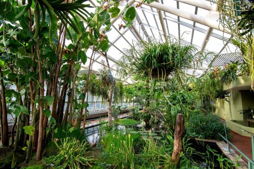 Lush indoor garden with tall plants, greenery, and a pond under a glass roof, creating a serene atmosphere.