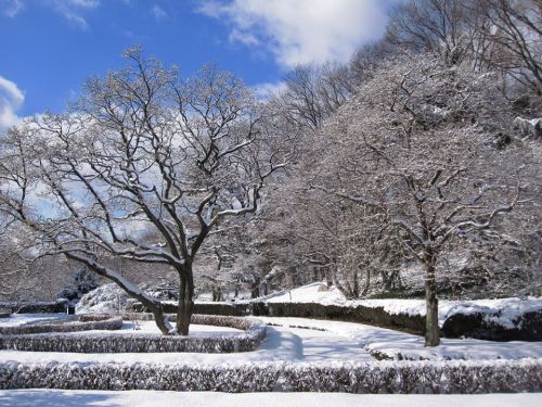 A serene winter landscape featuring snow-covered trees and a winding path under a bright blue sky.