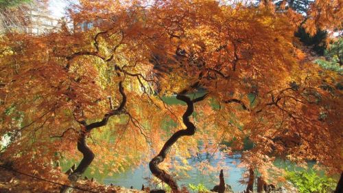 Two twisted trees with vibrant orange leaves beside a calm, reflective body of water.