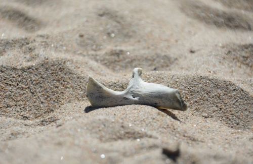 A piece of white bone resting on sandy beach terrain, surrounded by fine grains of sand.