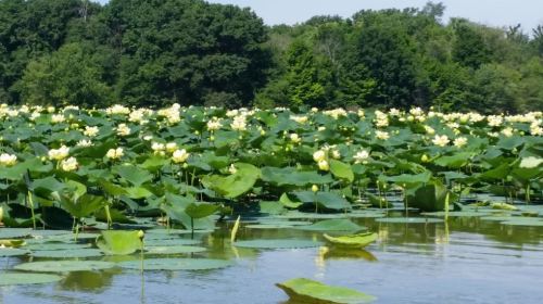 A serene pond filled with green lily pads and blooming yellow water lilies, surrounded by lush trees.