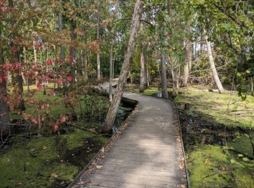 A wooden boardwalk winds through a lush, green forest with trees and hints of autumn foliage.