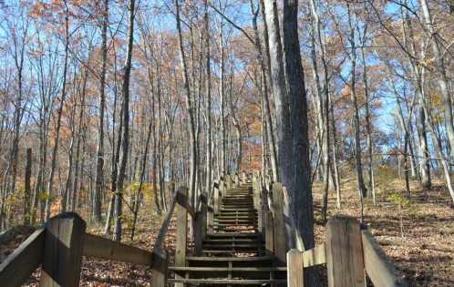 A wooden staircase leads up through a forest of tall trees with autumn leaves against a clear blue sky.