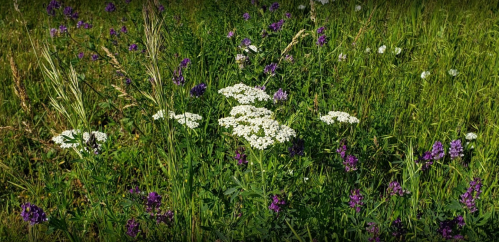 A vibrant field of wildflowers, featuring white and purple blooms among lush green grass.