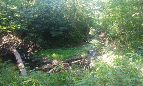 A serene forest scene with a narrow creek, surrounded by lush greenery and fallen logs. Sunlight filters through the trees.