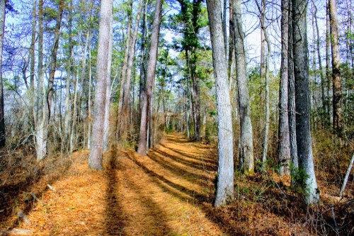 A serene forest path lined with tall trees and scattered pine needles, illuminated by soft sunlight.