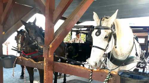 Two horses, one black and one white with spots, are harnessed near a carriage, with a person seated inside.