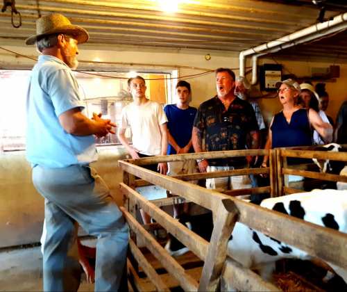A group of people listens to a man in a hat speaking in a barn with cows in the background.
