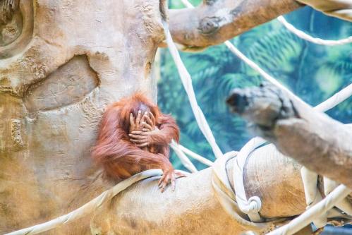 An orangutan sitting on a tree branch, covering its face with its hands, surrounded by ropes and greenery.