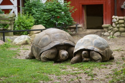 Two tortoises are grazing on grass in a garden, with a red barn and rocks in the background.