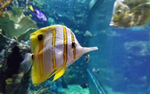 A close-up of a yellow and white striped fish swimming in an aquarium, with a blurred background of other fish.