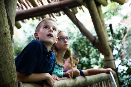 Three children look up in wonder while standing near a wooden railing in a lush, green environment.