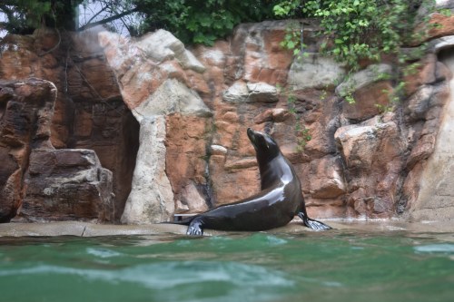 A sea lion poses on a rocky shore, partially submerged in water, with greenery in the background.