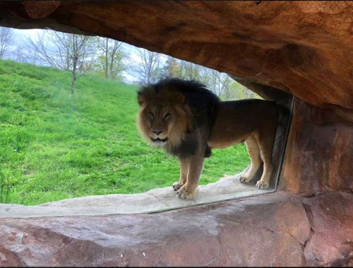 A lion stands on a rock ledge, framed by a natural stone opening, with green grass and trees in the background.