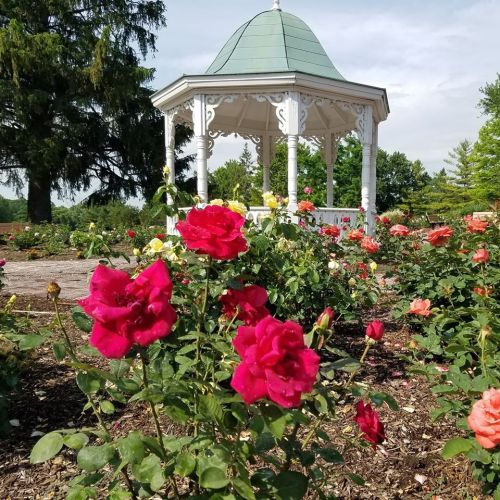 A gazebo surrounded by vibrant pink and yellow roses in a lush garden on a sunny day.